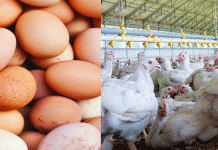 ব্রয়লার মুরগি ২৫০ আর ডিমের দাম ১৫০  দিন দিন বাড়ছে
